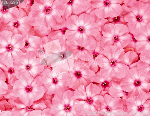 Image of Bright pink roses