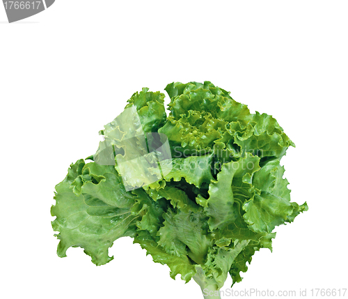 Image of fresh green lettuce salad closeup