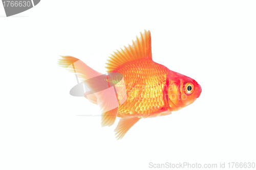 Image of red cichlid fish