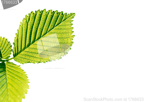 Image of Close-up of green leaf