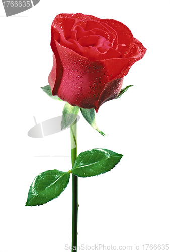 Image of beautiful red rose on a white background