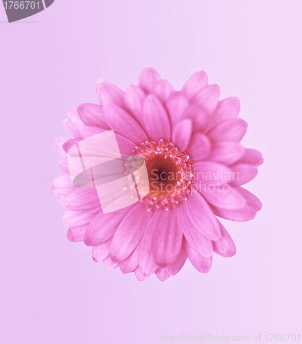 Image of a beautiful pink flower