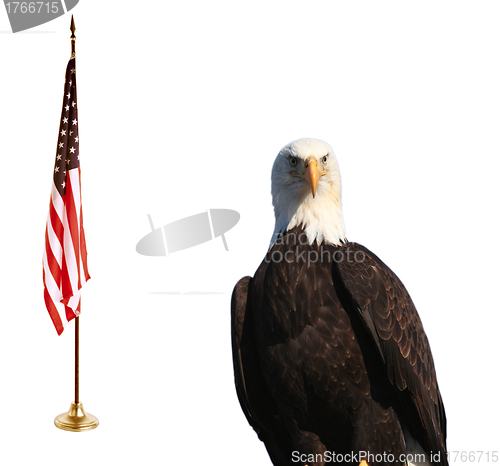 Image of Bald eagle with American flag