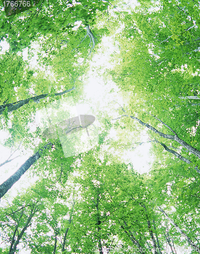 Image of Green oak leaves, bright sun