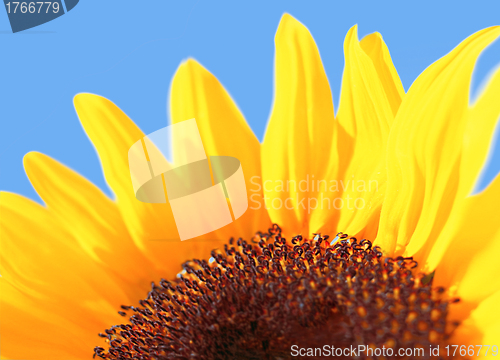 Image of sunflower