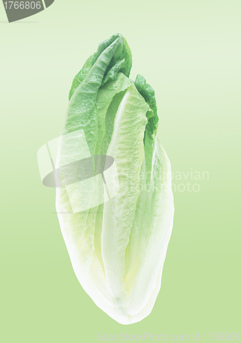 Image of Chinese cabbage