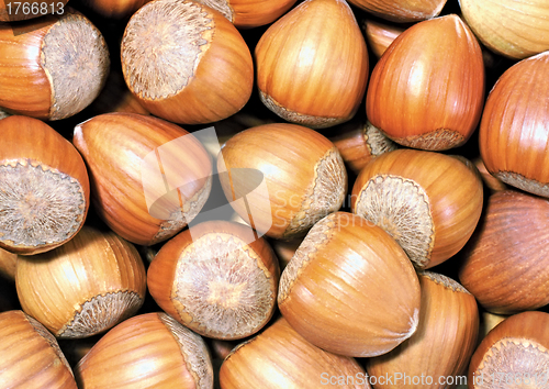 Image of fresh hazelnuts