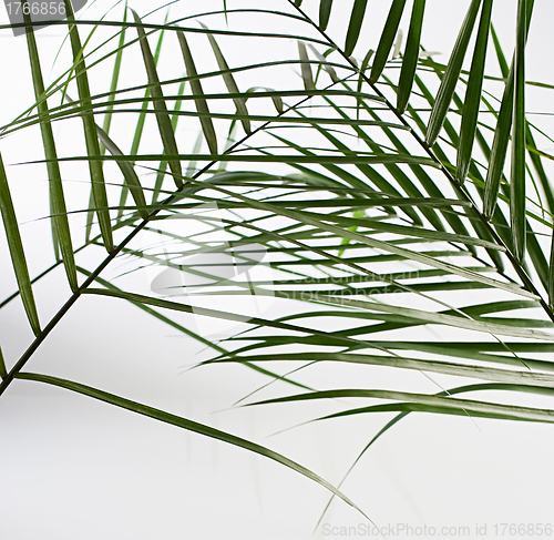 Image of Leaves of palm tree isolated on white background