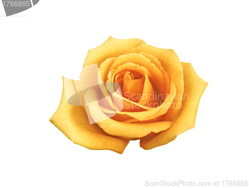 Image of rose buttercream