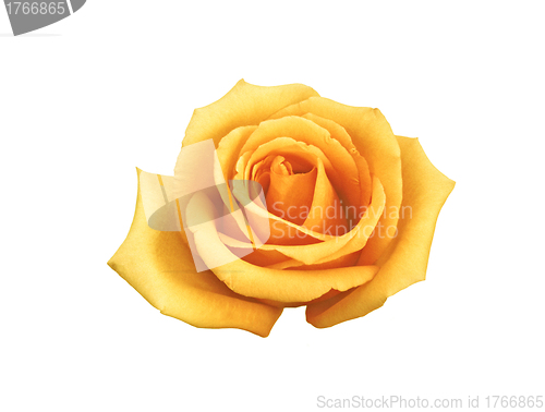 Image of rose buttercream