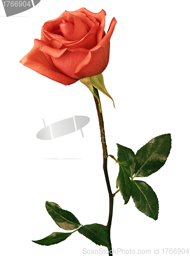 Image of beautiful red rose on a white background