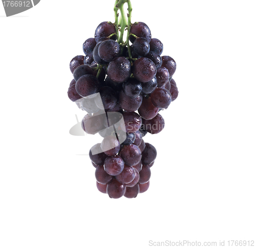 Image of Fresh bunch of red wine on a white background