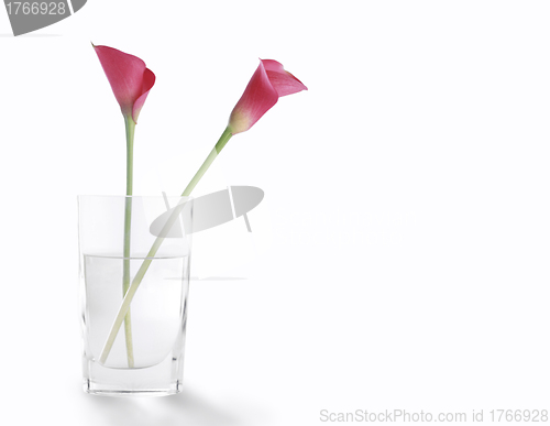 Image of Rosehip flower in a glass of clear water,