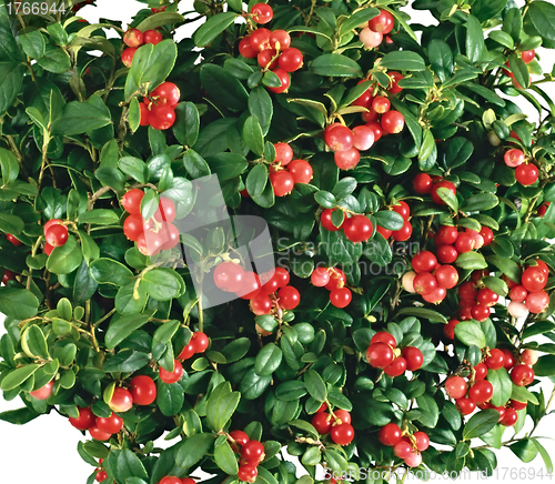 Image of cranberries