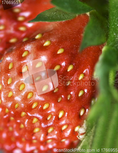 Image of Detailed surface shot of a fresh strawberry