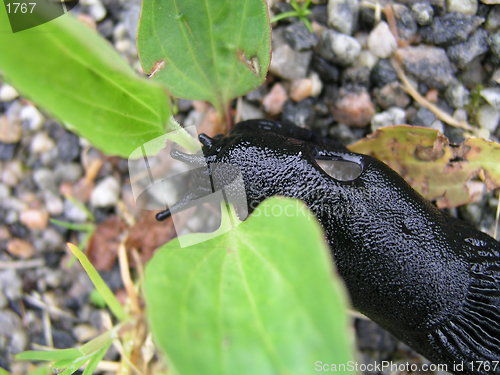 Image of Black snail 14juni2004