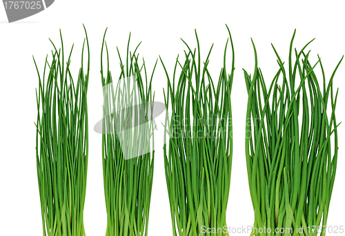 Image of Green grass on the white background