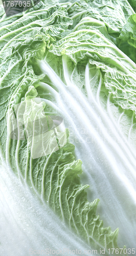Image of Chinese cabbage