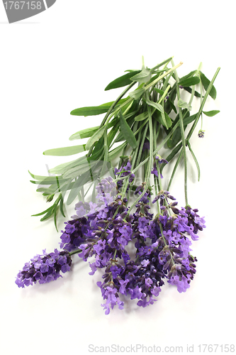 Image of lavender