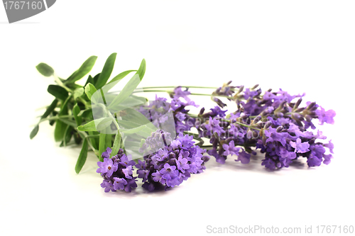 Image of lavender