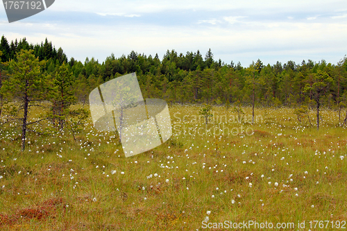 Image of Bog with Cottongrass in Finland