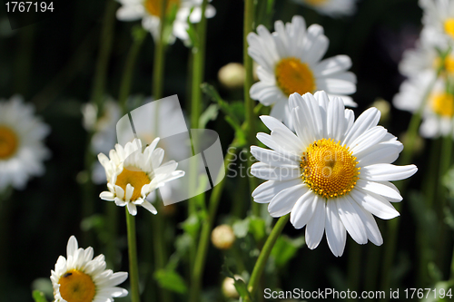 Image of Wild Oxeye Daisy, Chrysanthemum leucanthemum 