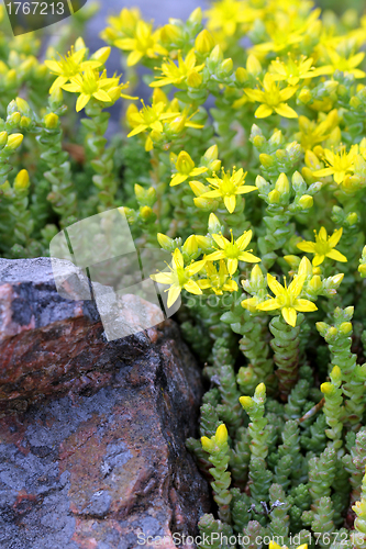 Image of Yellow Sedum acre (Goldmoss Stonecrop, Biting Stonecrop)