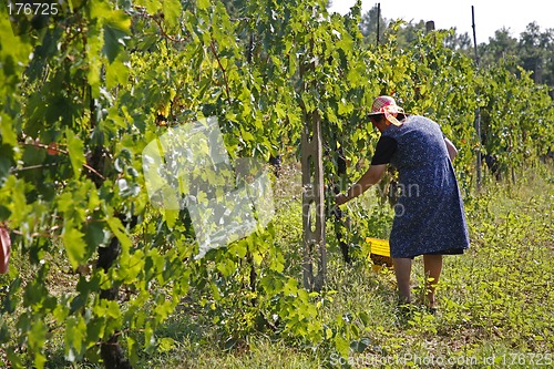 Image of Woman cutting grapes