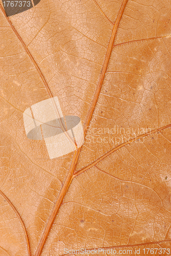 Image of Brown autumn leaf texture