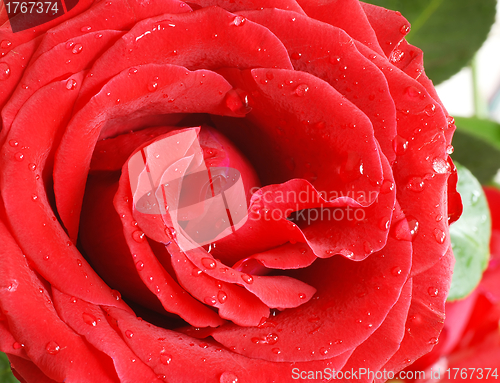 Image of Red rose petals
