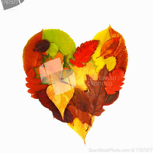 Image of Autumn leaves