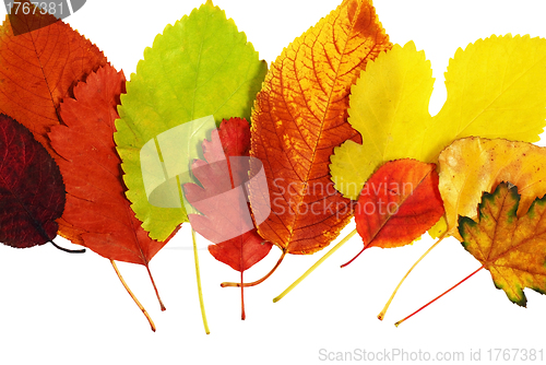 Image of Autumn leaves