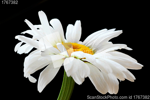 Image of Beautiful daisy flower