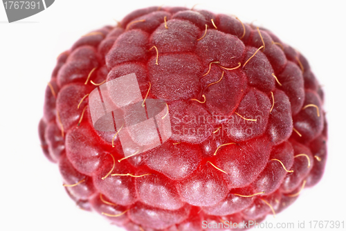Image of Red raspberry 