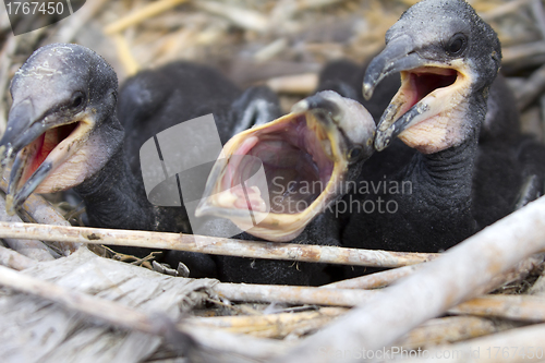 Image of amusing baby birds