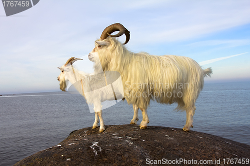 Image of farm goats