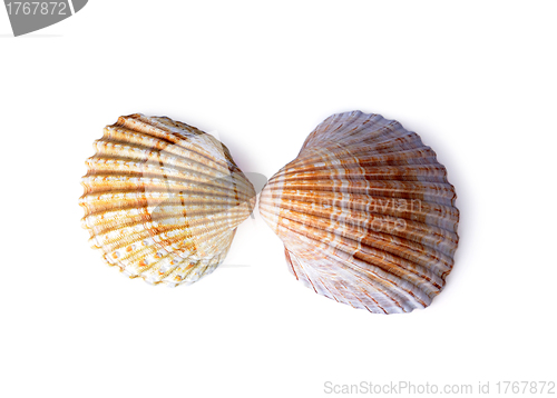 Image of Beautiful sea shells isolated on a white background