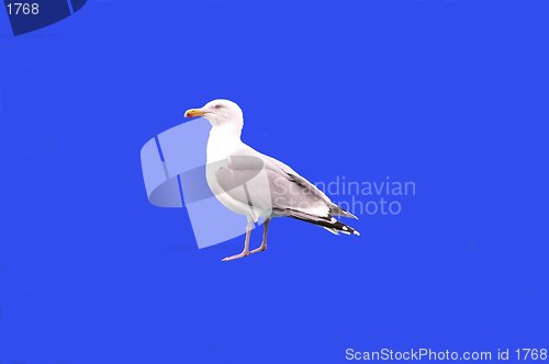 Image of Sea gull upon blue background