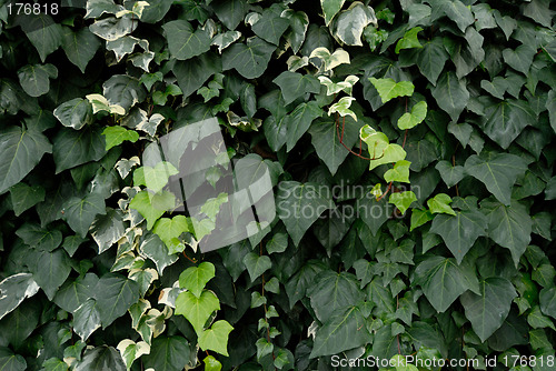 Image of ivy