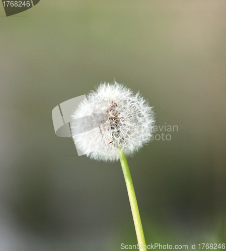 Image of one big fluffy dandelion