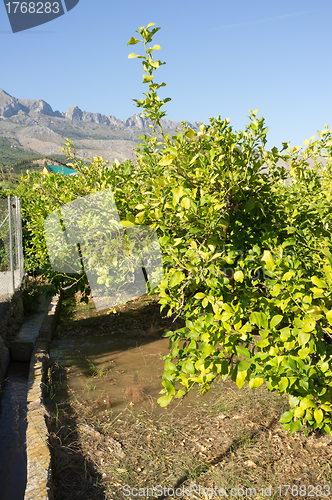 Image of Irrigation ditch in citrus plantation