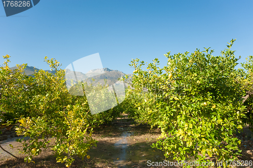 Image of Irrigating a lemon plantation