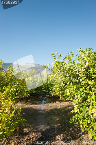 Image of Watering a citrus plantation