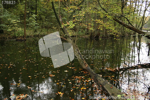 Image of autumn forest