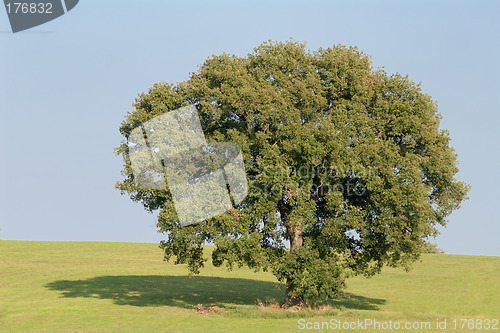 Image of Oak Tree