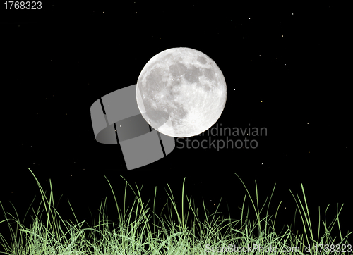 Image of Green grass meadow