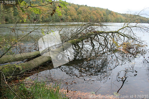 Image of autumn forest