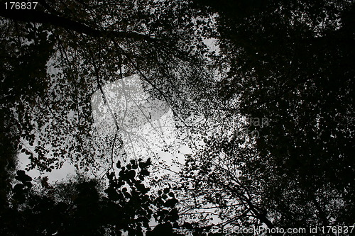 Image of magic forest