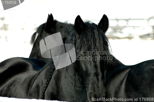 Image of Friesian Ying-yang