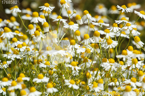 Image of Chamomile flowers on a meadow